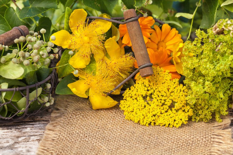 Почему дачникам нужны лекарственные растения в арсенале