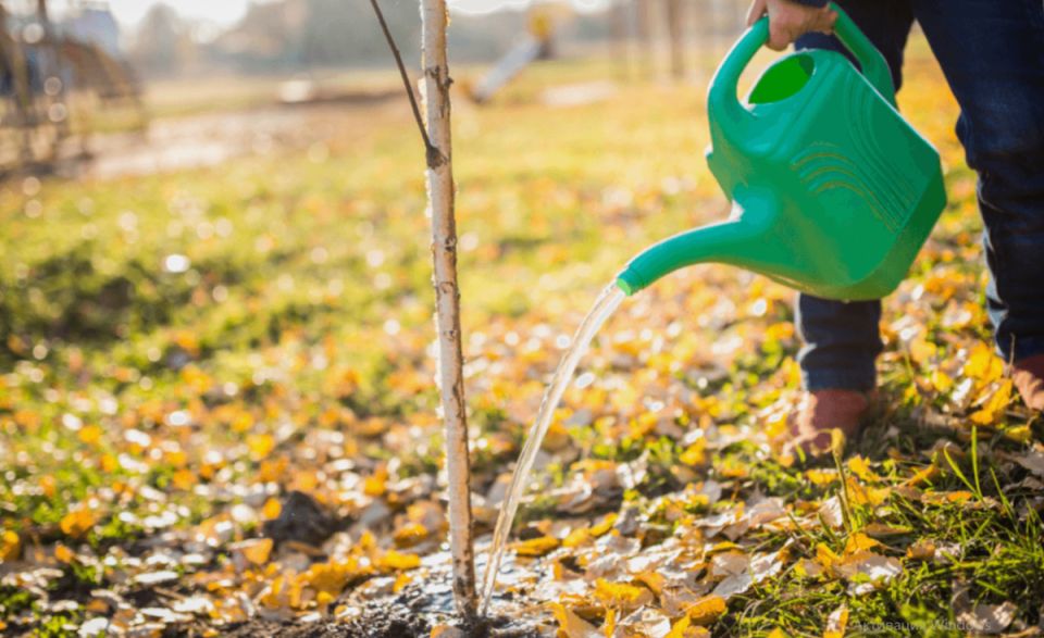 Как правильно использовать осенние дожди для обогащения почвы: секреты влагозарядного полива