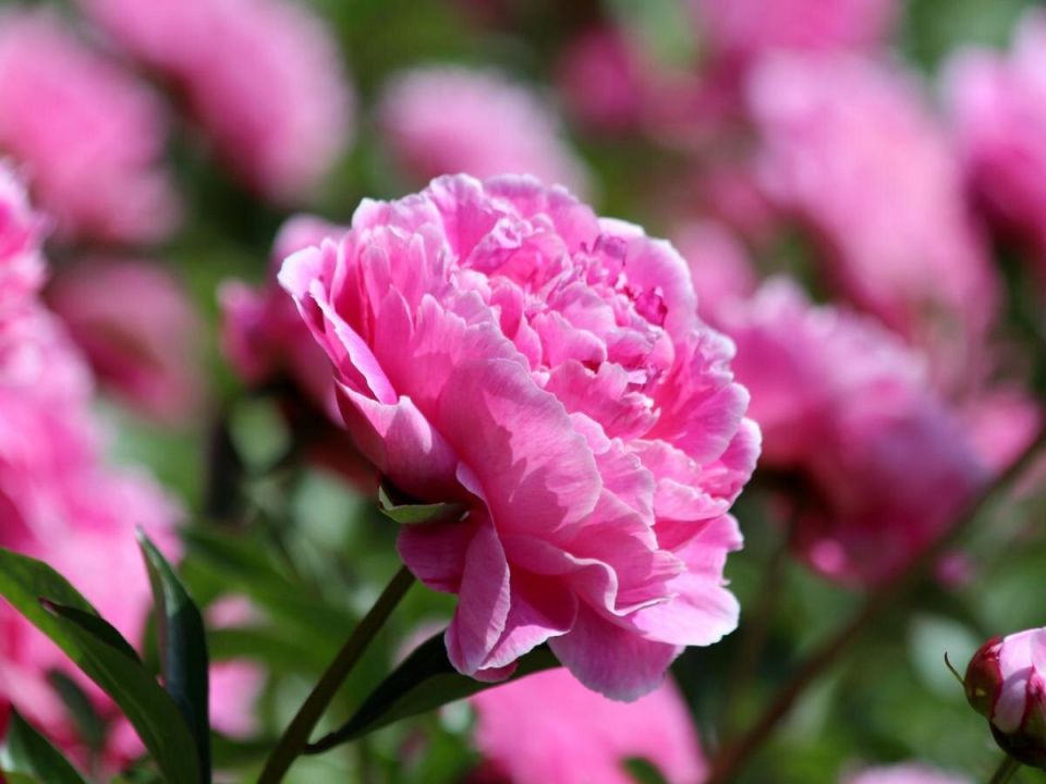Как дать пионам шанс на яркое цветение: секреты ухода на все сезоны