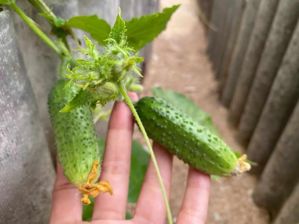 Секреты успешного урожая огурцов в августе: как сода может спасти ваш огород