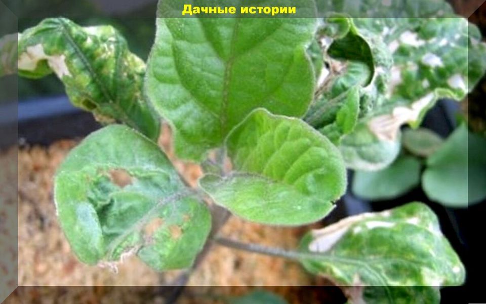 Как избежать гибели рассады: простые советы для опытных и начинающих садоводов