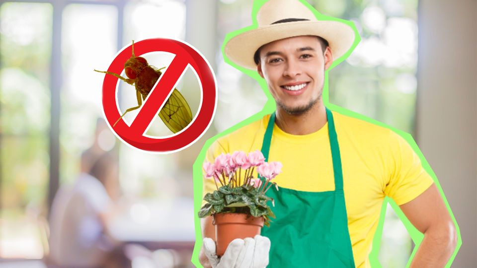 Надоедливые мошки к цветам больше не сунутся: их прогонит продукт с вашей кухни