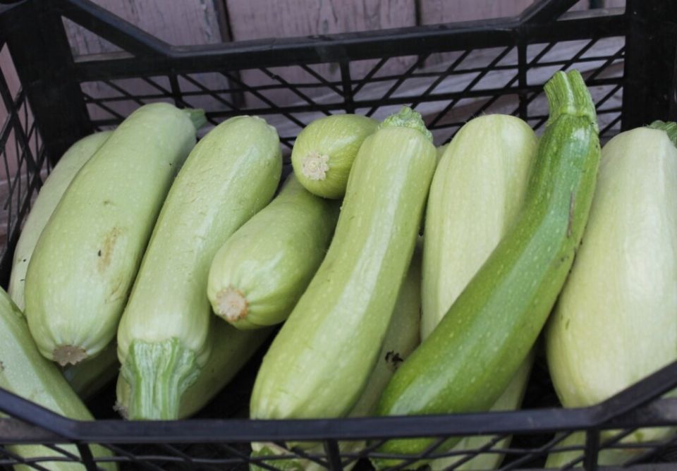 Самые урожайные сорта кабачков: выбор для вашего огорода в 2025 году
