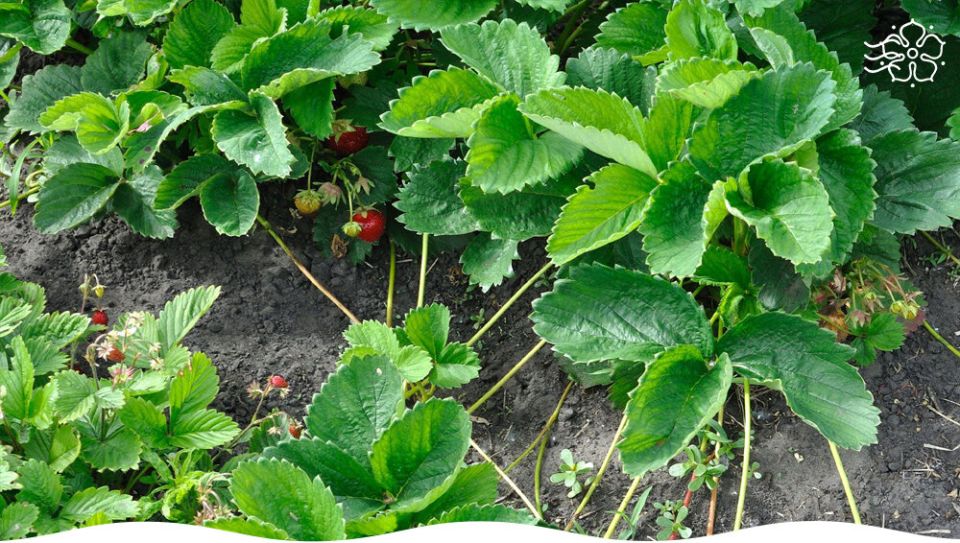 После сбора урожая: уход за земляникой