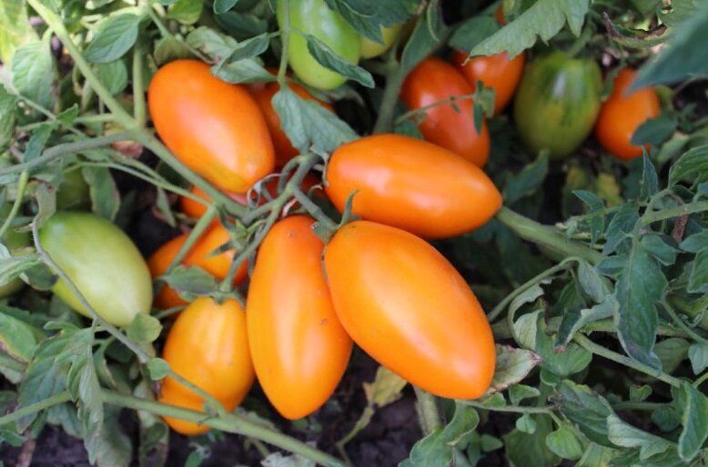 Томатами к успеху: три сорта, которые не подведут даже в сложные условия