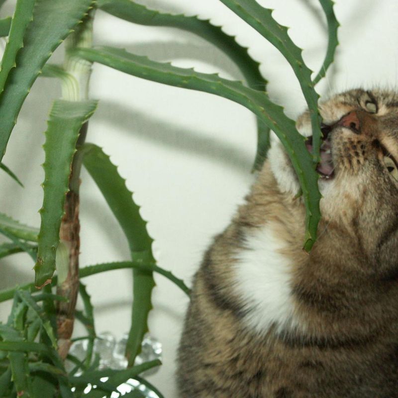 Правильный сбор листьев алоэ вера: как избежать ошибок и сохранить растение