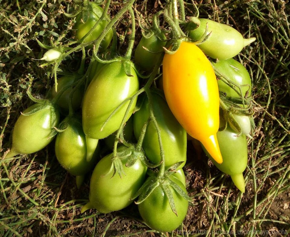 Урожайные томаты, которые покорят ваши сердца