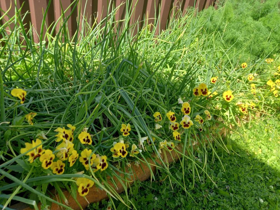 Как запасти зелень на зиму: простые методы и секреты