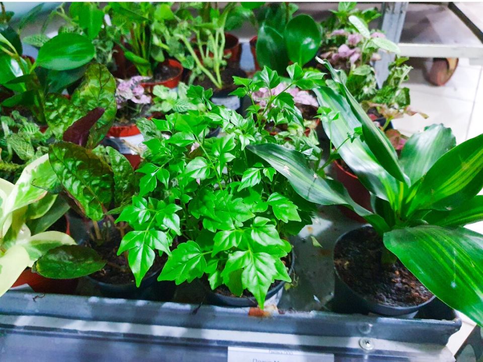 ��������� � ���������������: �������� ��� ������� �� ���� �� 300 ������