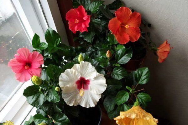 ������� ��������� ����� �� ����������: �� ������ ����� �� ������ � �����������