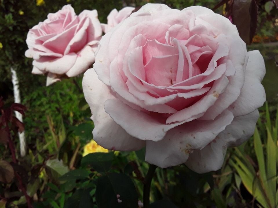 ���� � �� ���������: ����� �� ������ �������?