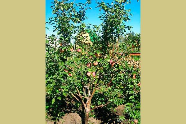 Яблоня Беркутовское: секреты ухода и особенности сорта, которые стоит знать