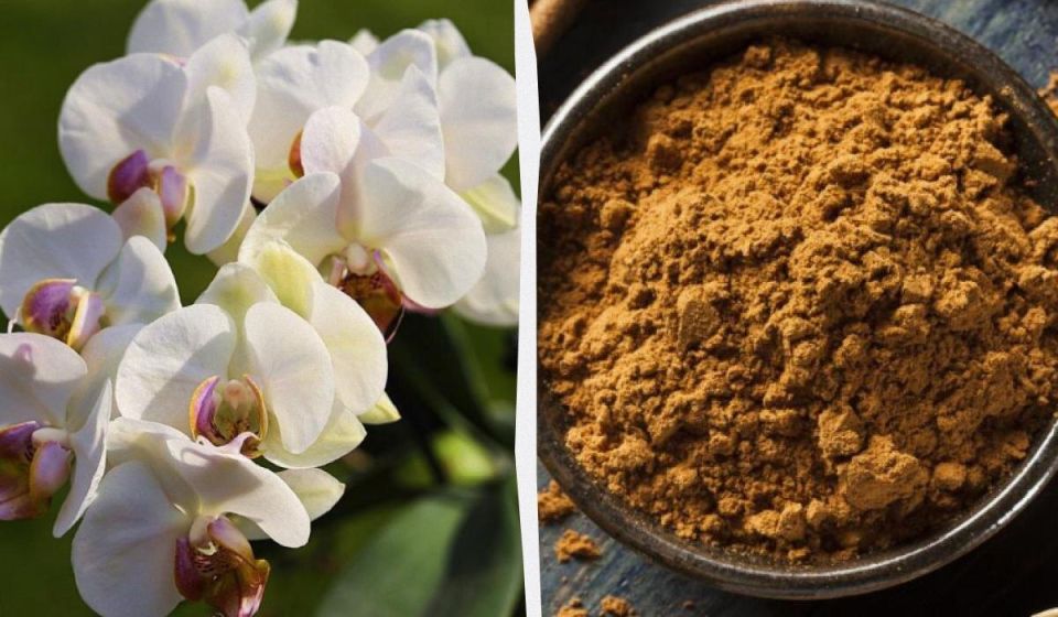 Как спасти орхидею от грибковых инфекций: простое решение на вашей кухне
