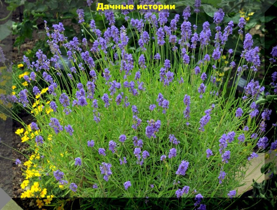 ������� ������� ������: ����� ����� � ����� ����� ������ ����� � ������