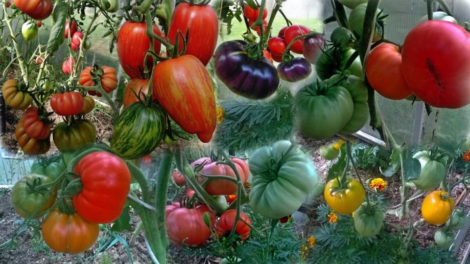 ��� ���������� ������� ������ ���������: ���� � ������ ���������� � ������������ �����