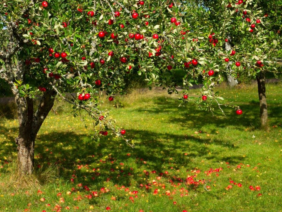 �������� ��������� ������ ��� �������