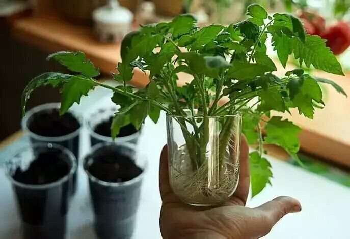 ������, ������� ����� ����� ���� �������: �� ���������� ����������� � �������