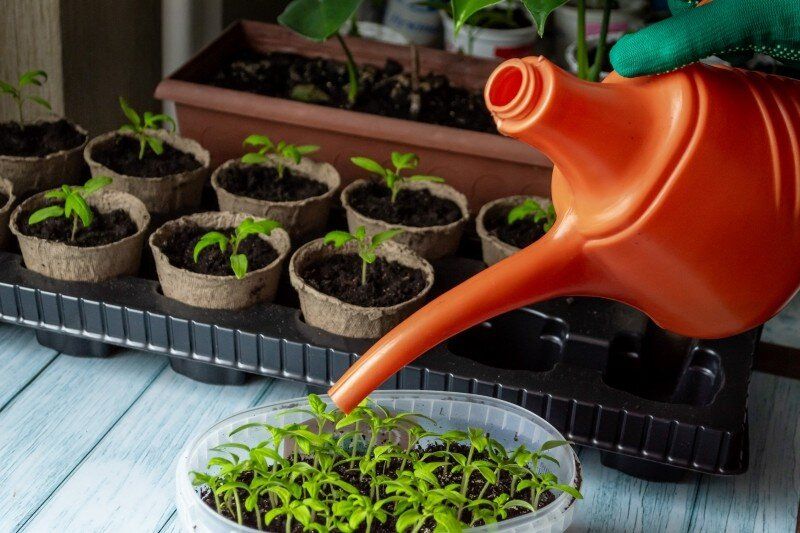 ��� ������ ������� ��������: �������� ������� ��������� �����