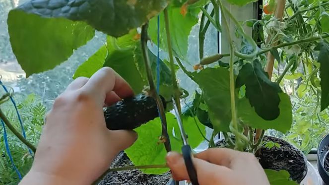 ����������� ������� �� ����������� �����: ���������� �������