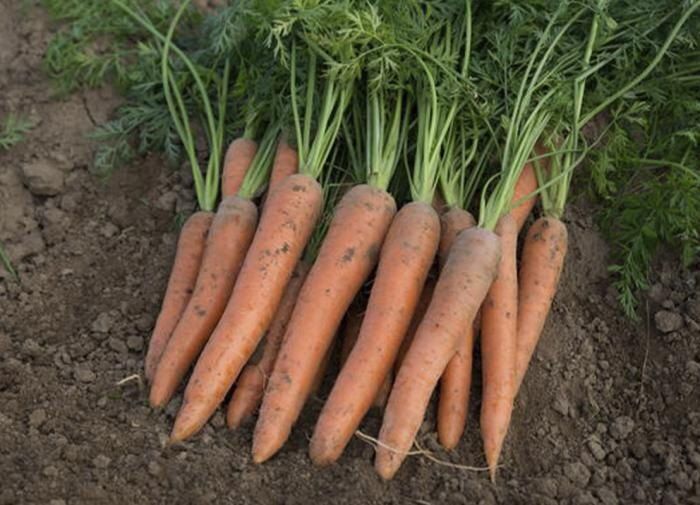 ����� �� ������: ����� ���� ������� ������ �� ������