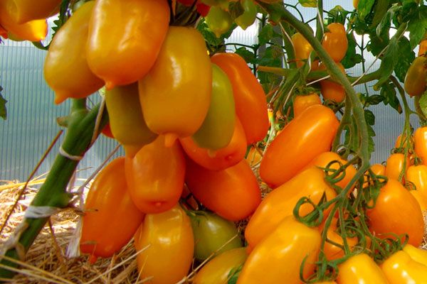 ����� �������� ������: ��������� ����� ��� �����������