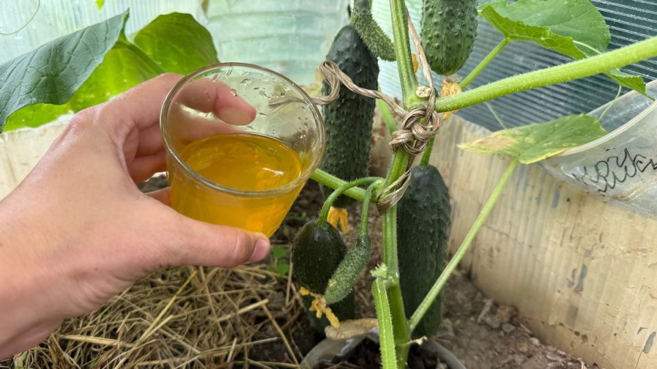 Огурцы, томаты и перцы: как оживить свой огород простым способом