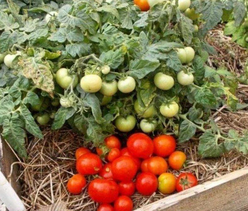 ��� ������� ����� ��������������� � ����������������� ��������: ����������� � ������ �����