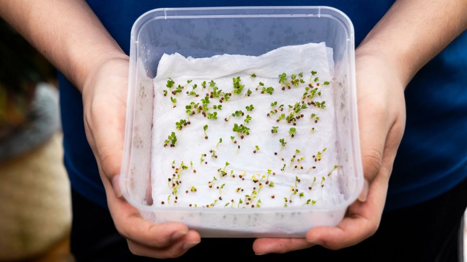 Секреты пробуждения старых семян: как вернуть жизнь хранящимся годами