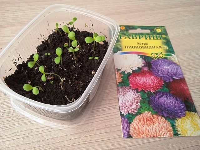 Как вырастить однолетние астры через рассаду: сроки и тонкости посева