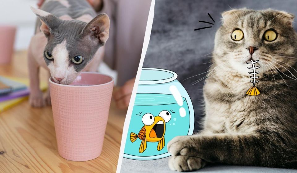 Как выбрать пищу для кота: что категорически нельзя давать и на что обращать внимание