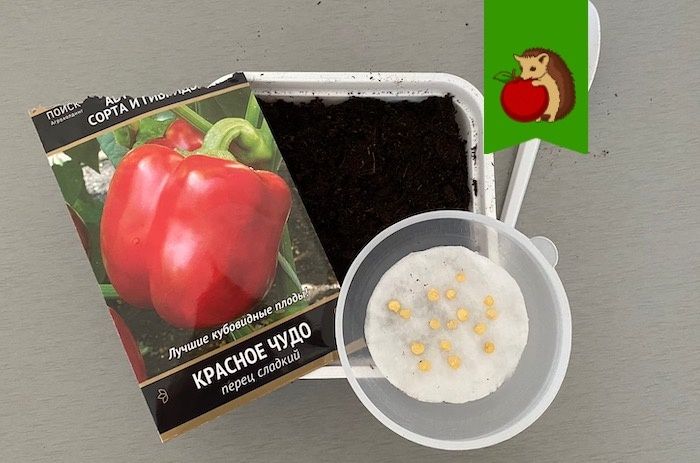 Благоприятные дни для посадки перцев на рассаду в 2026 году — спокойный подход к выбору времени