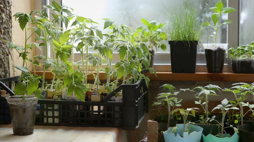 Замачивание семян в перекиси водорода вместо марганцовки: простое решение для хорошего схода