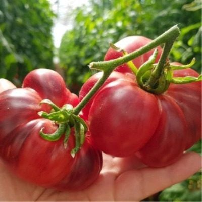 Томат Черничный десерт повторяет природу цвета и вкуса на вашем участке