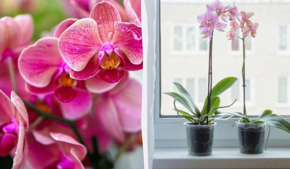 Как выбрать орхиду для дома: простые советы для начинающих