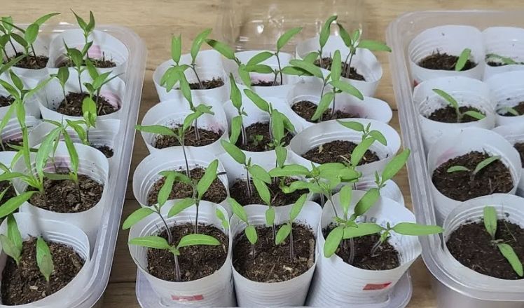 ��� ��������� ���������� ����� ������ ������� ������� ��� ������������ �������