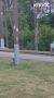 И снова диких животных стали замечать в городе