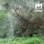 Сосновая пыльца эпично разносится в воздухе и окрашивает море