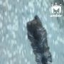 Ещё пять комочков подкинули в зеленоградские домики для кошек