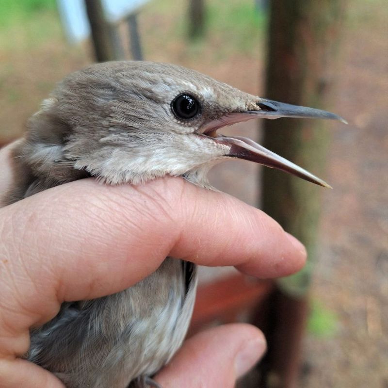  , !.       (Sturnus vulgaris)!              (Sturnus vulgaris),  ...