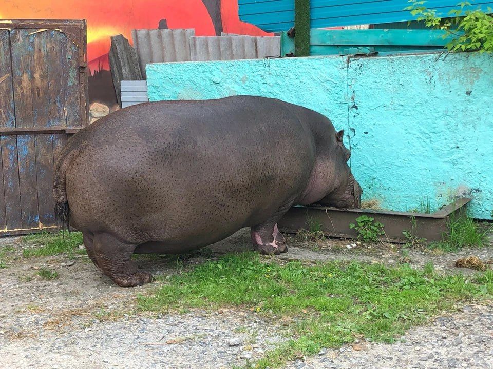   ʸ      