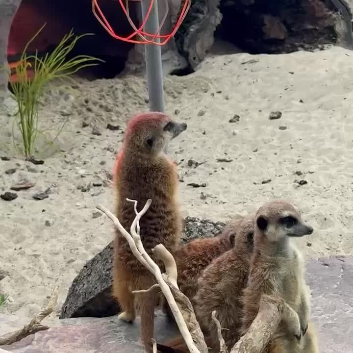  , !     ,     