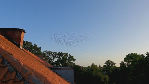    (      )     (Sturnus vulgaris)