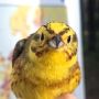  , !.      (Emberiza citrinella)
