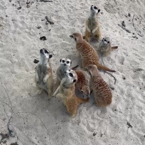    ,     