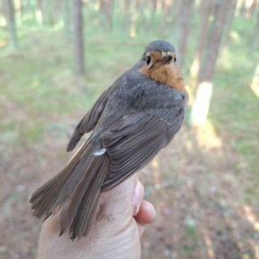  , !.         (Erithacus rubecula)