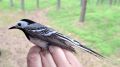  , !.        (Motacilla alba)