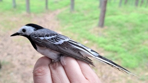  , !.        (Motacilla alba)