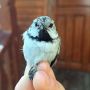  , !.     (Lophophanes cristatus)