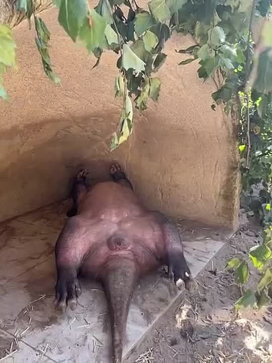           ,     