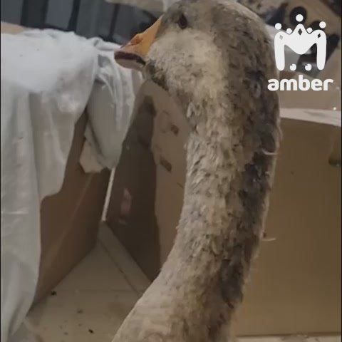 - ,  ,    